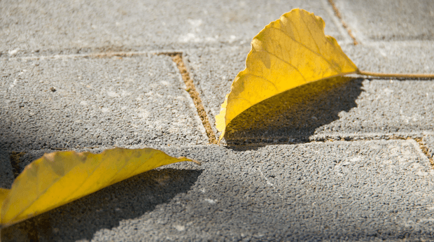 Por qué se ponen amarillas las hojas de las plantas